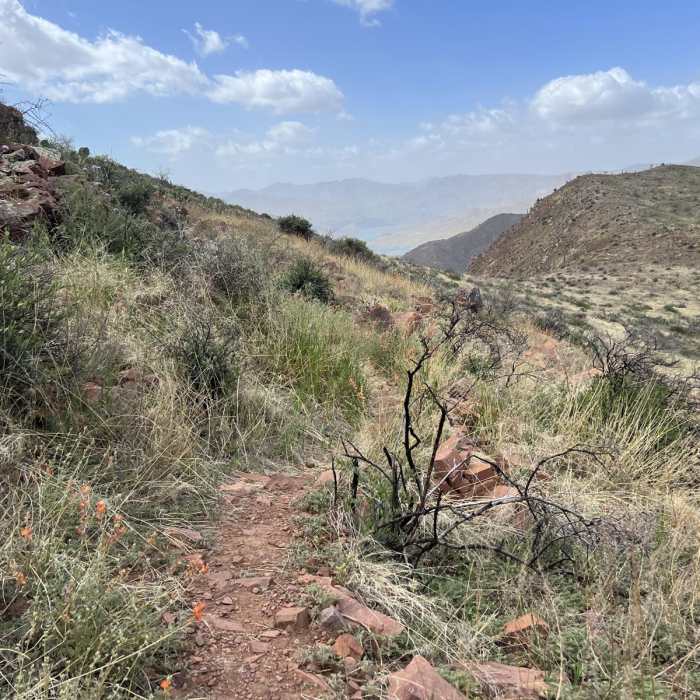 Near Vineyard Trail #131