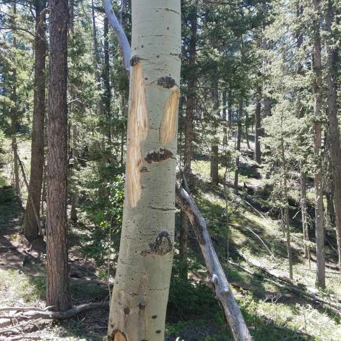 Near Lovell Gulch Trail #706