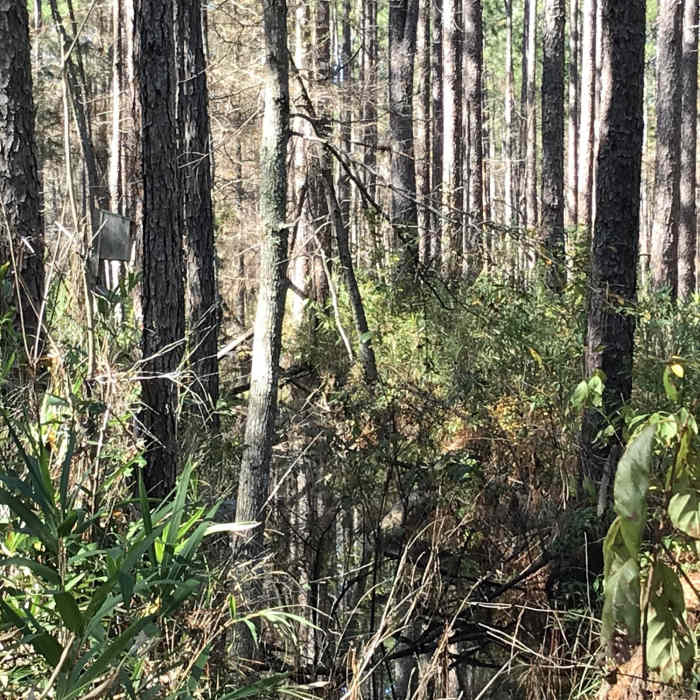 Easy to walk by the hidden main water canal (center). Not flowing from what I can tell but can also see a bird house along the left edge among the trees.. Near Old Loop Trail