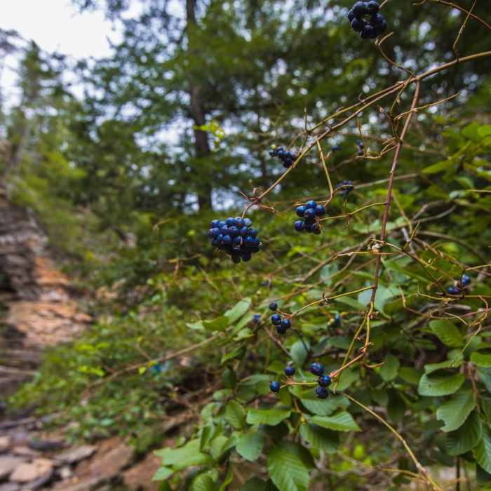 Near Gorge Overlook Trail