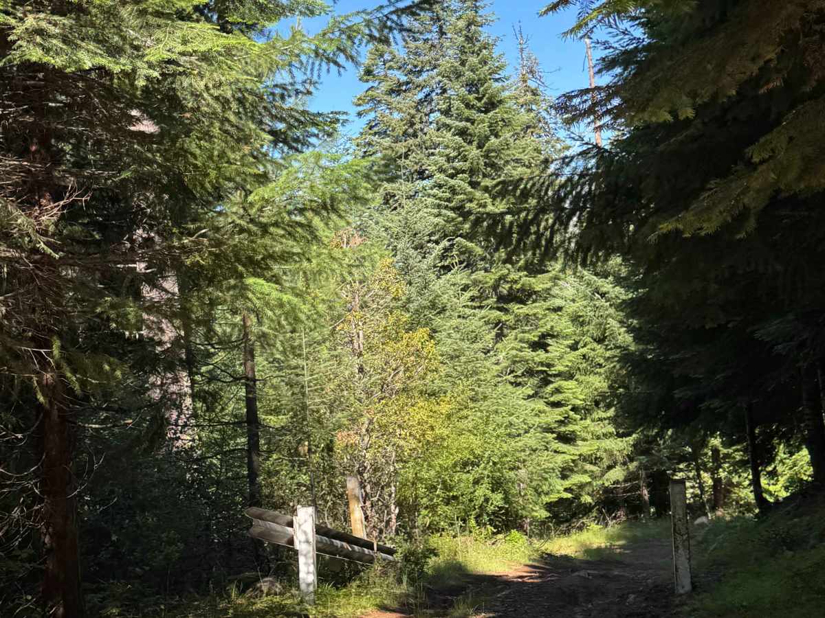 Mount Stella Lookout Trail photo 6