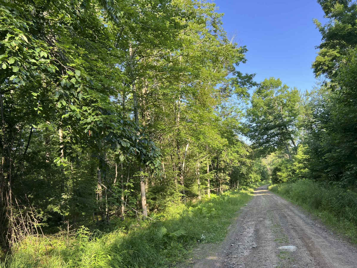 Bug Lake Road photo 5