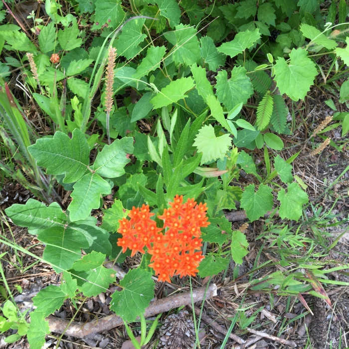 Butterfly weed? Near Sam Houston North Wilderness Loop