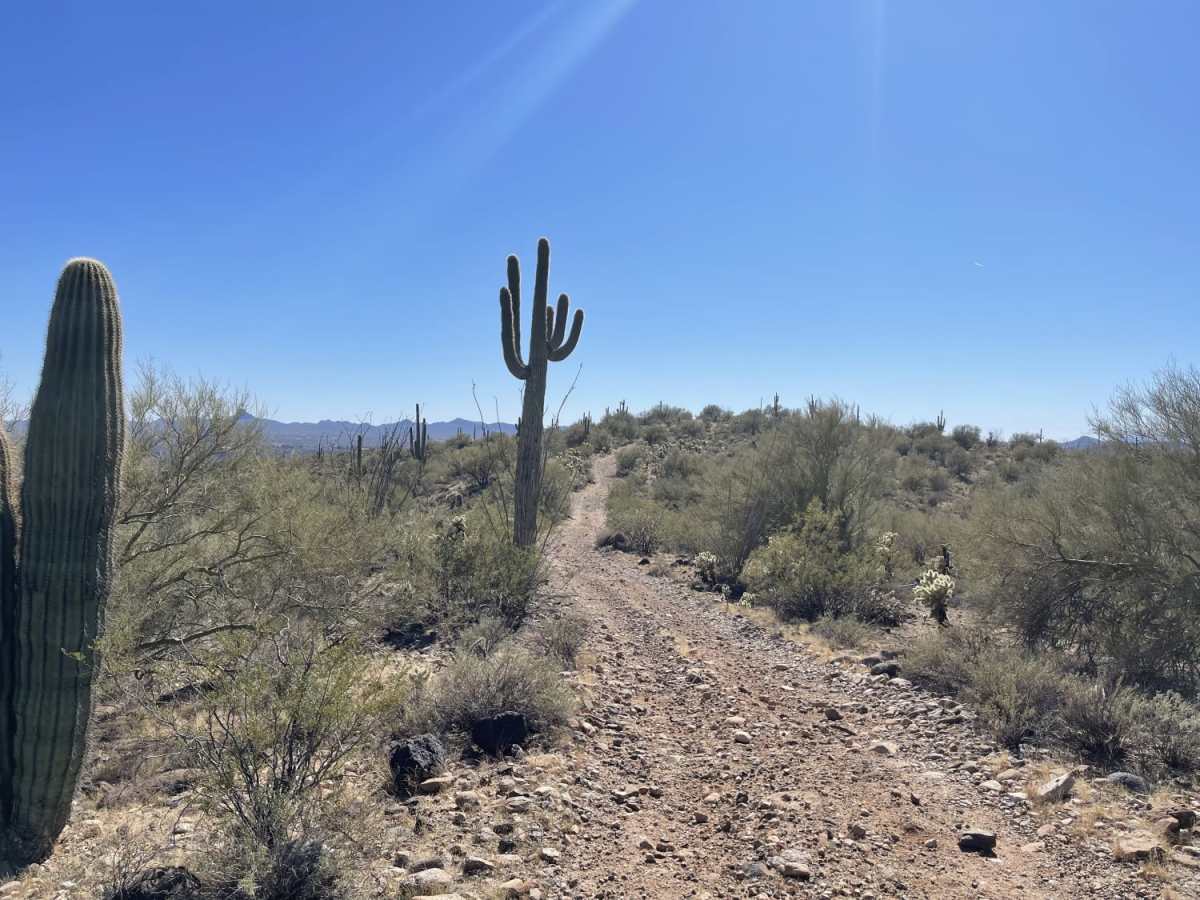 Ridgeline Romp trail photo