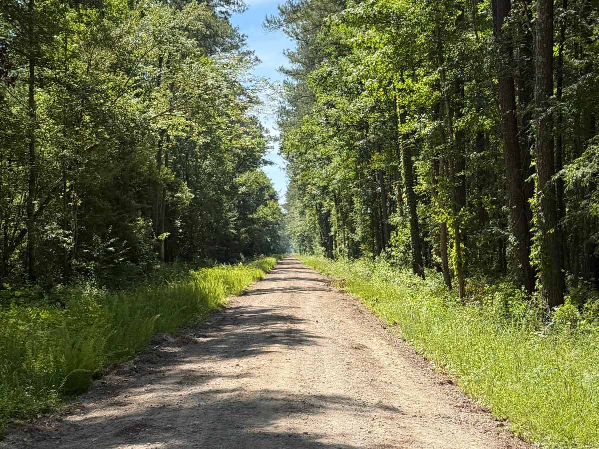 Pine Grove - FS 156 photo 5