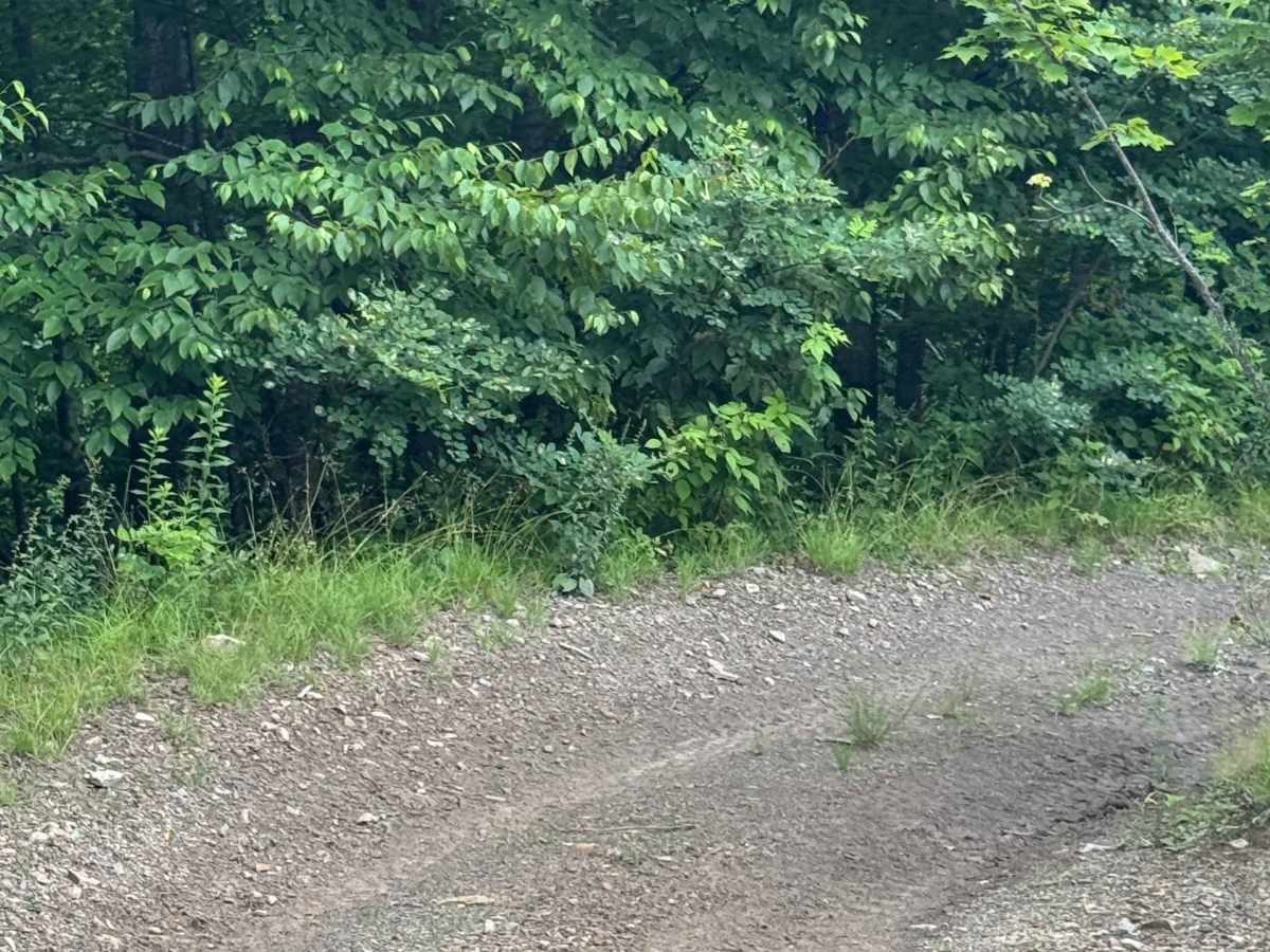 Trail 71 photo 2