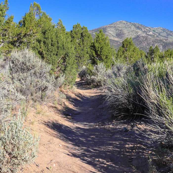 Near Interpretive Loop via Willow Creek