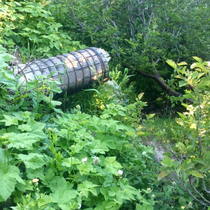 Near Bull Gap Trail #1017