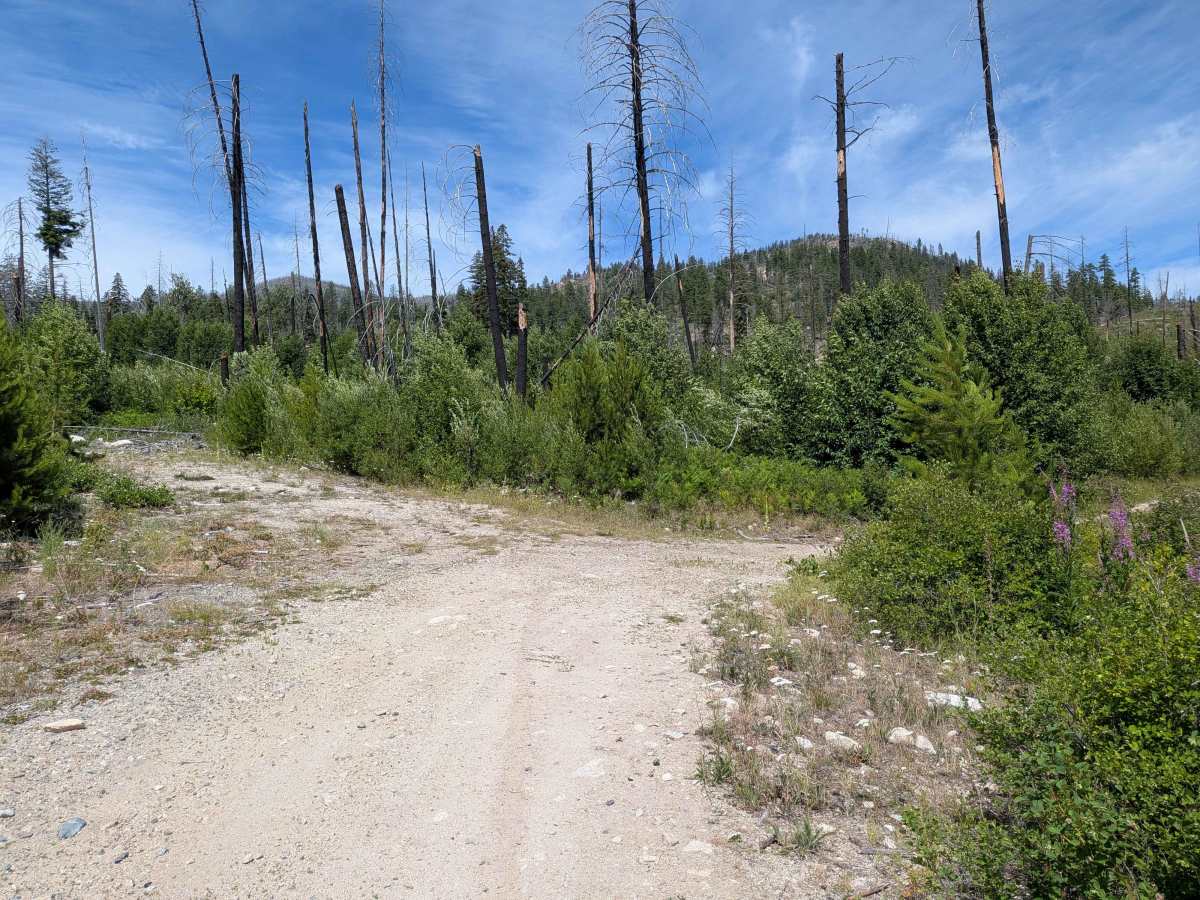 West Fork Rock Creek Road photo 6