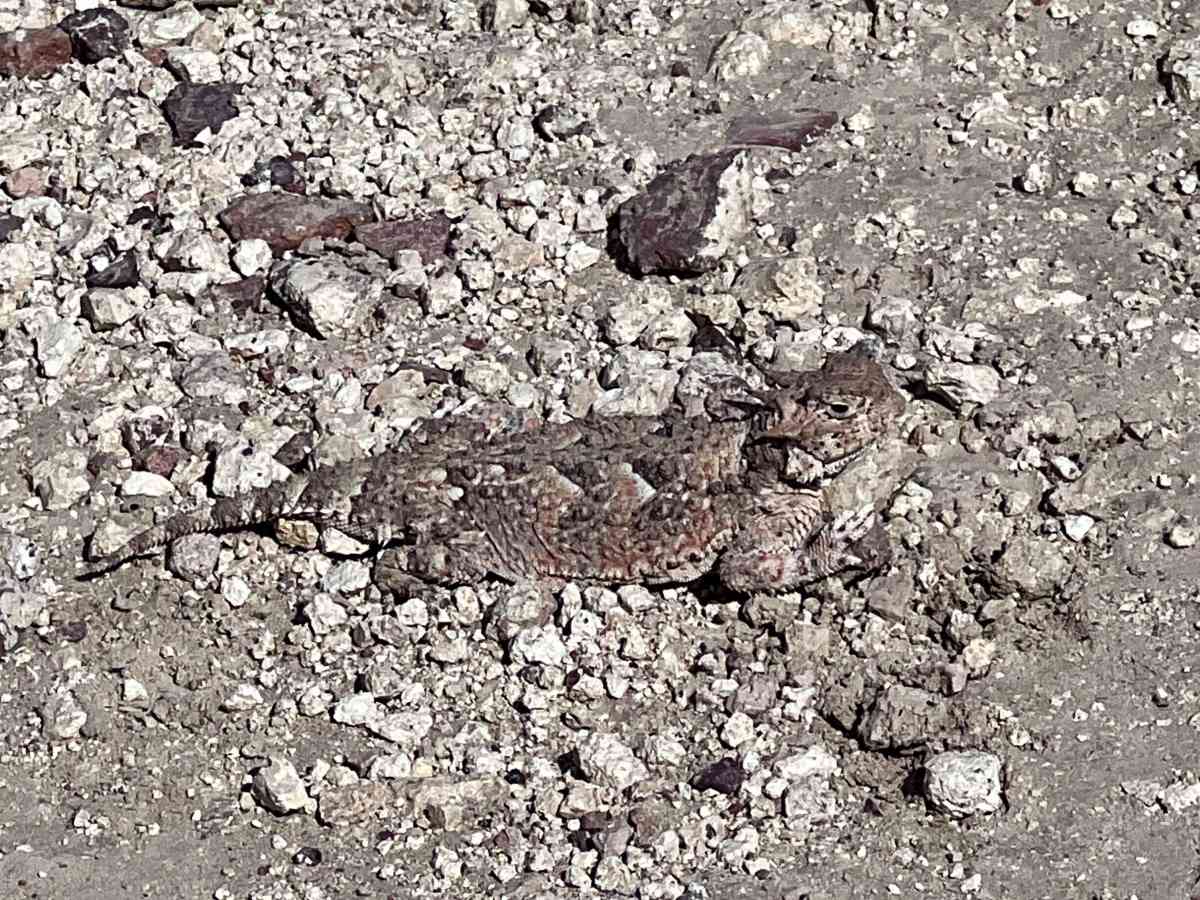 Gold Valley Road - Willow Spring Spur photo 6