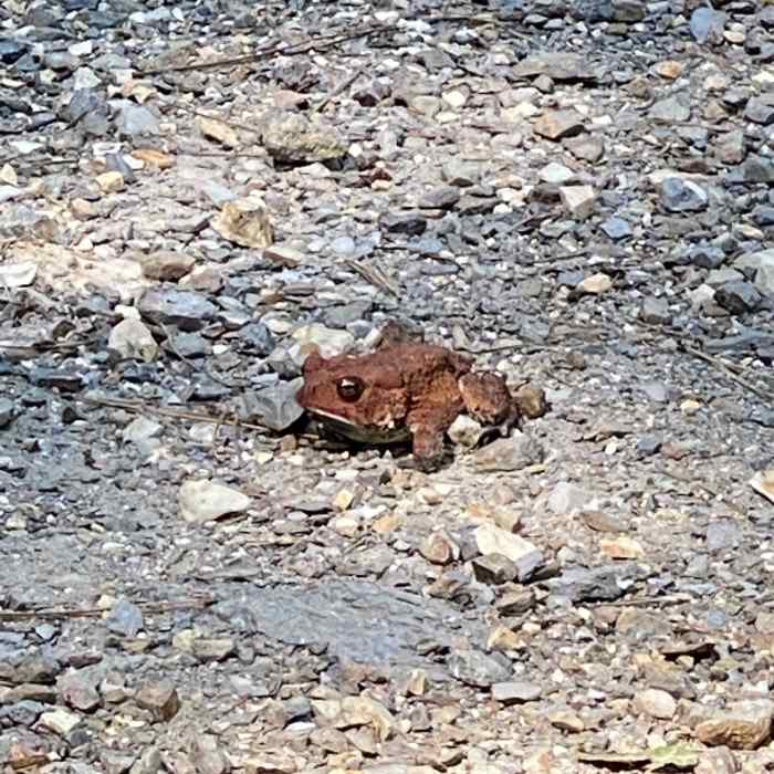 Near Goat Rock Trail