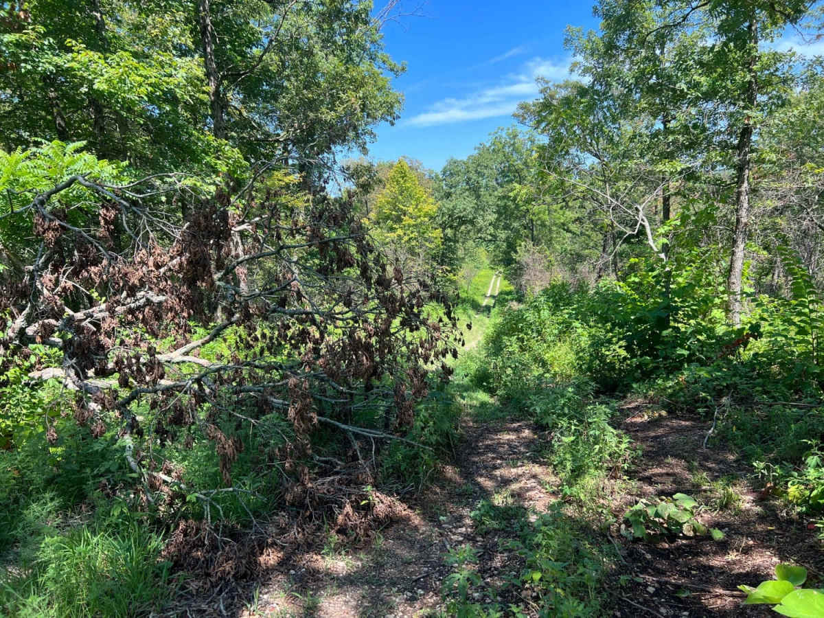 Scroggins Ridge to Rock Creek photo 3