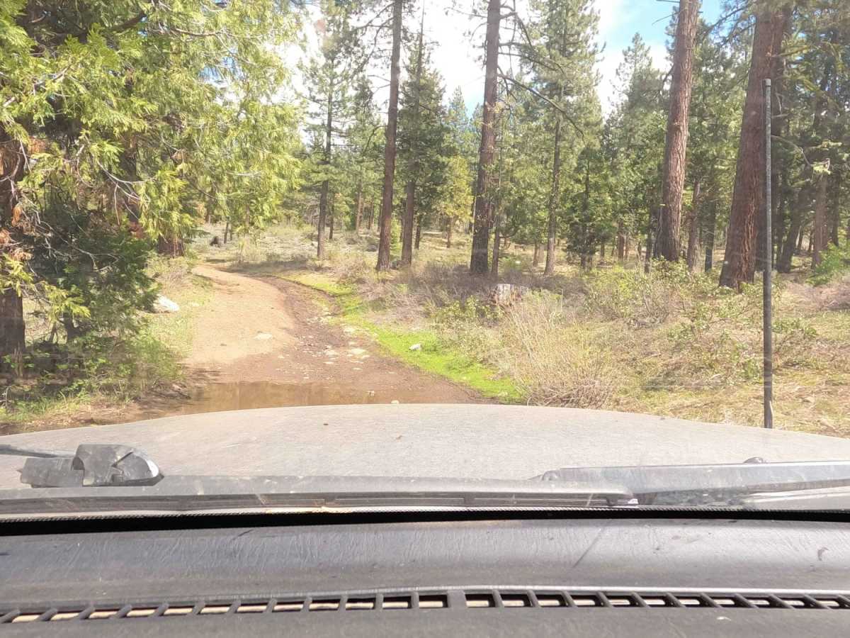 Sugarpine - NF22N55 photo 2