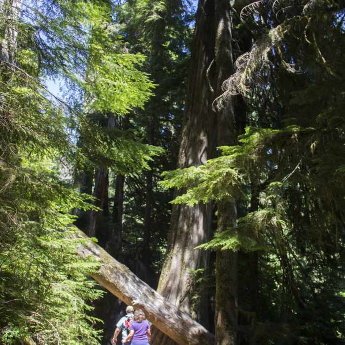 Hikers walk on the trail that leads to the Grove of the Patriarchs. Near Grove of the Patriarchs