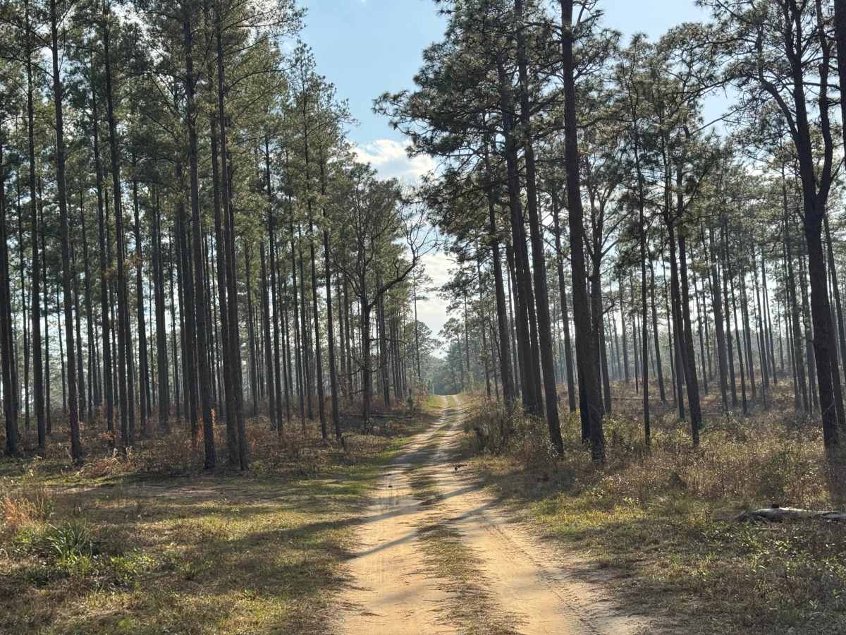 Star Pond Trail photo 3