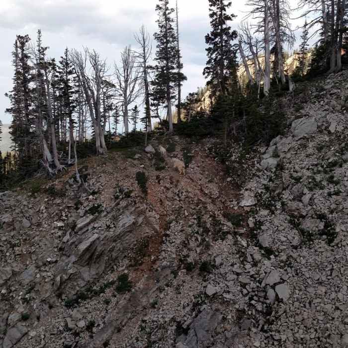 Near Fairy Lake to Sacagawea Peak
