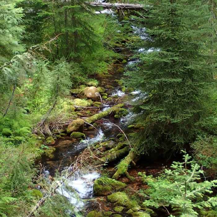 Near Tenas Peak Loop