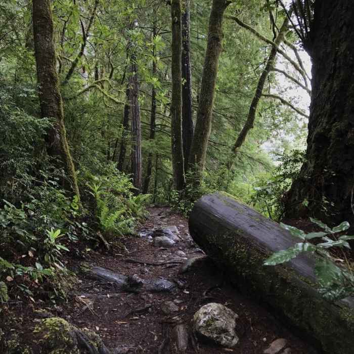 Roots and cobbles define the trail surface on the River Trail. Near Little Bald Hills Trail