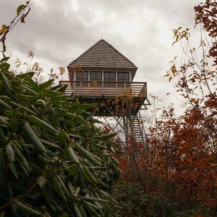 Near Green Knob Trail/Lost Cove Trail