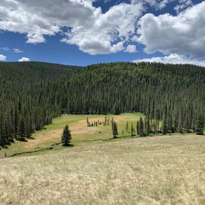 Near West Baldy Trail #94B