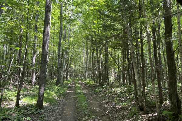 Forest County ATV/ SxS 8 Mile Loop Trail 6