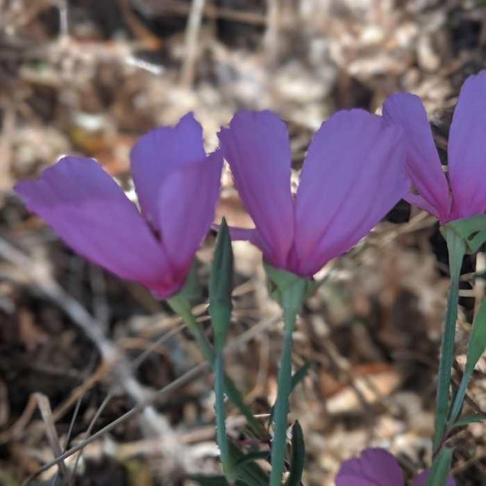Near Spengler Trail