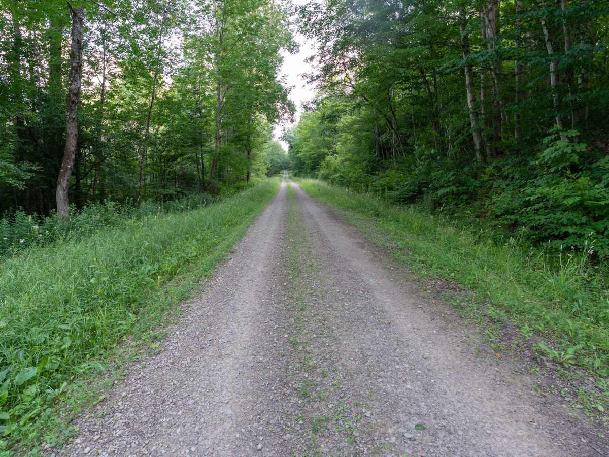Fitch Hill Spur Forest Road photo 6