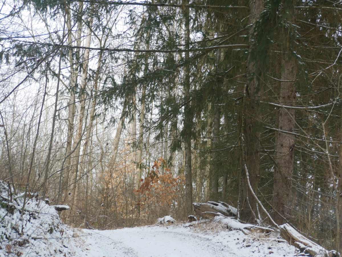 Trail 29 photo 5