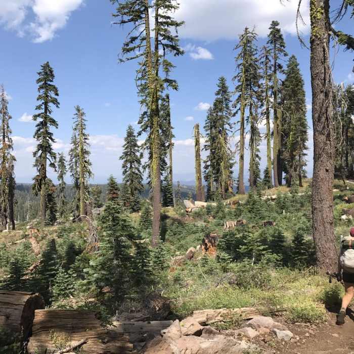 Near Pacific Crest Trail: California Section N