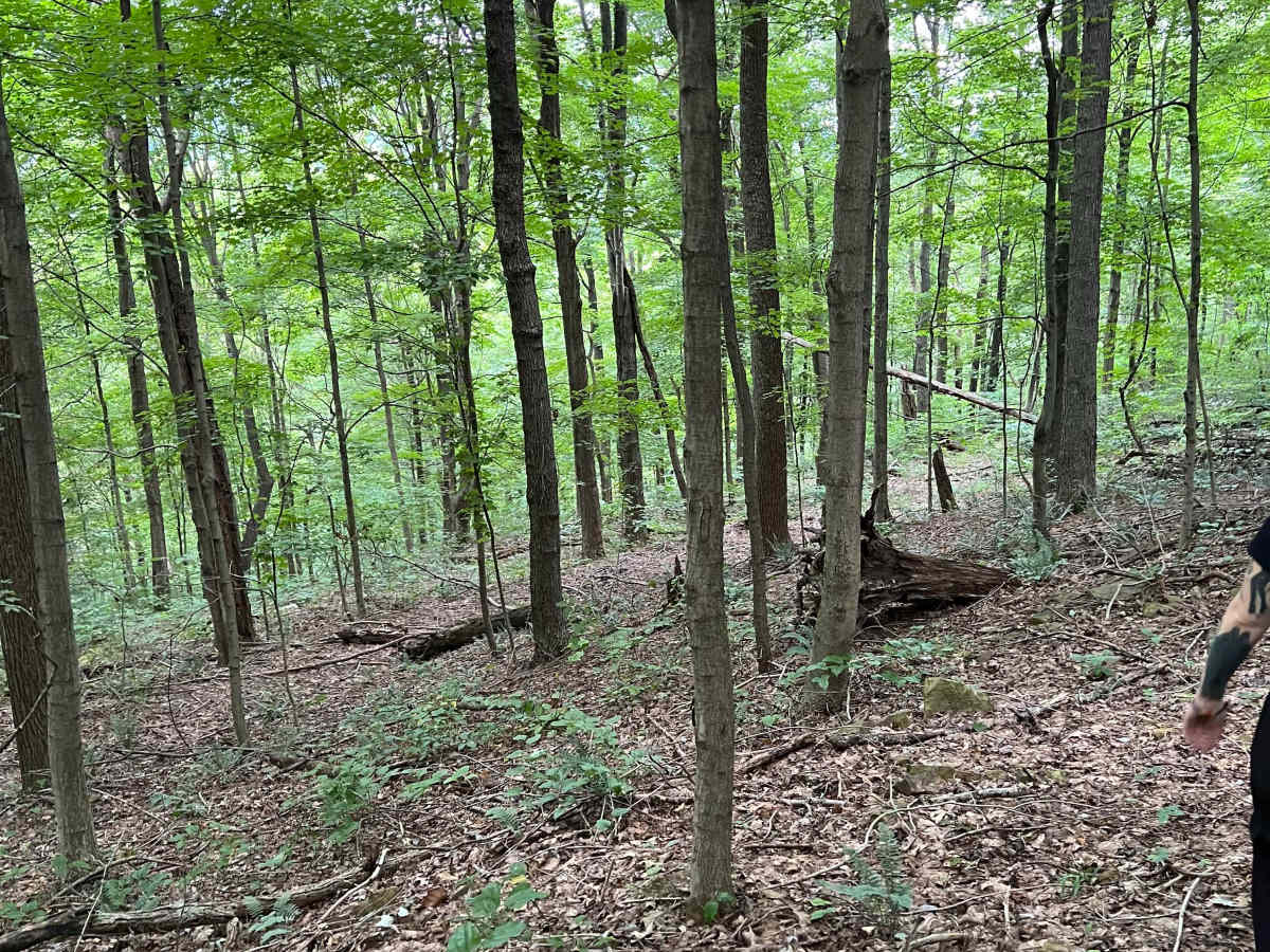 Potter's Hollow photo 5