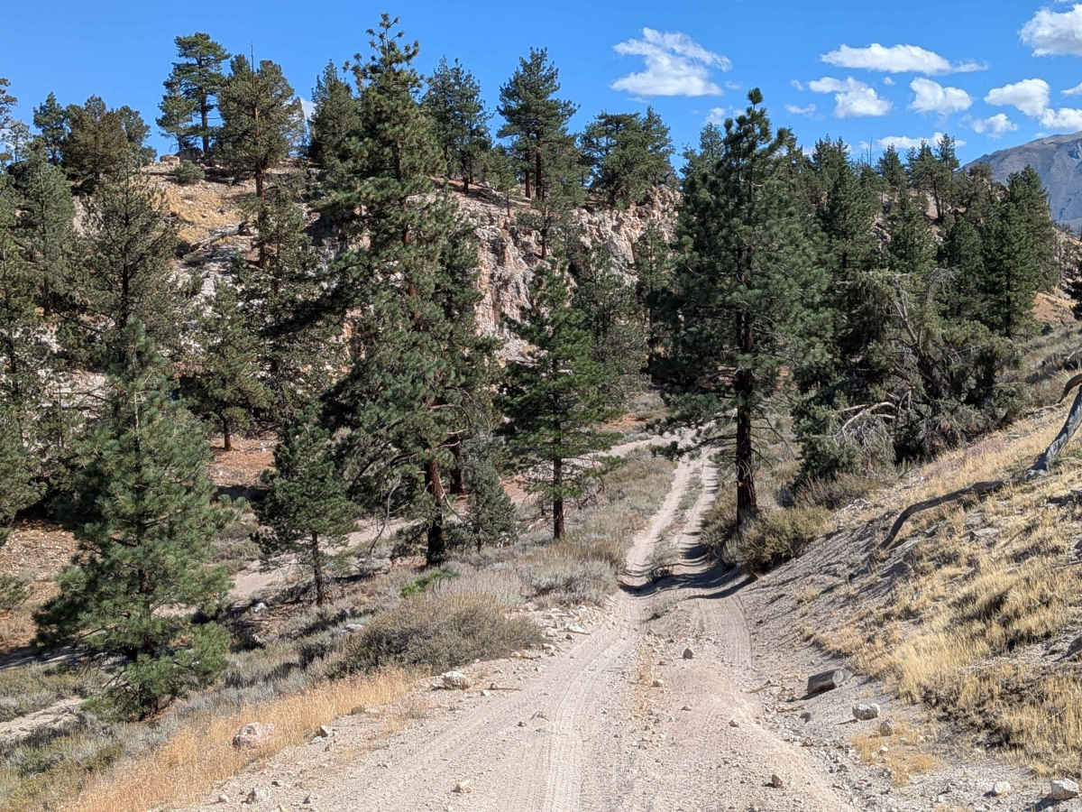 Trees Planted Road - FS 3S60 trail photo