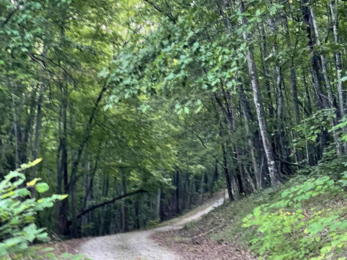 Price Mountain trail photo