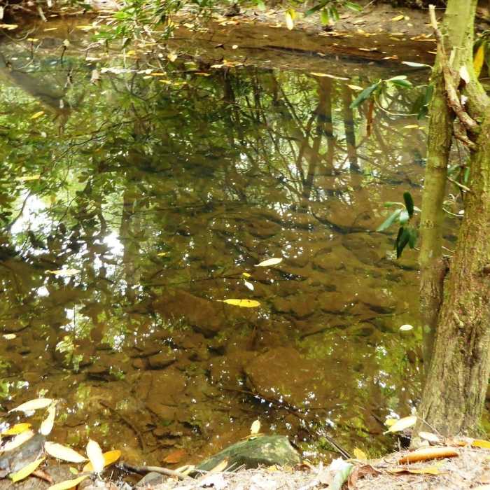 Near Little Bear State Park Loop