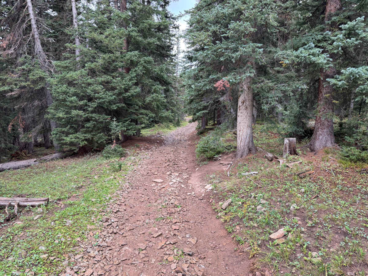 Turkey Creek Road photo 2