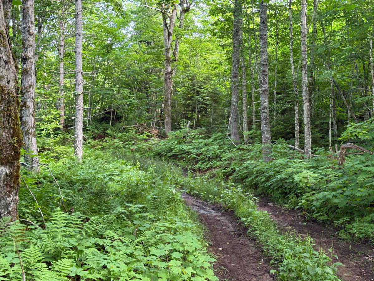 Normans Short Cut photo 6