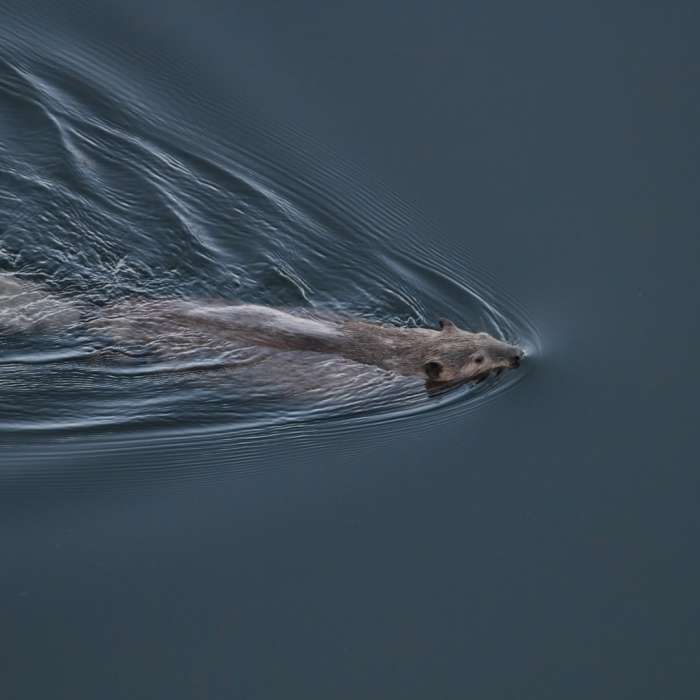 Near Beaver Boardwalk