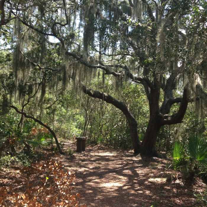 A nice tree for a short break Near Fort Caroline Trails