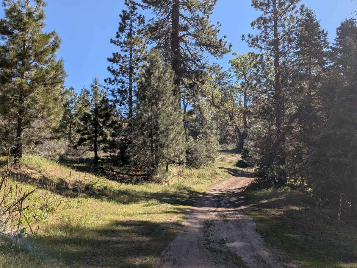 Woodward Peak - FS 32E53 trail photo