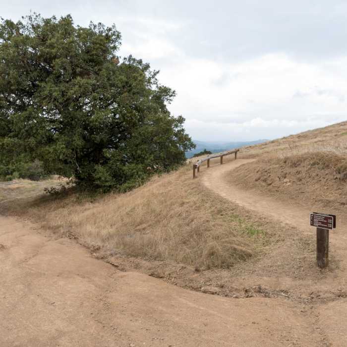 Near Ancient Oaks Trail Near Ancient Oaks Trail