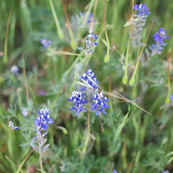 Near Hamms Gulch-Spring Ridge Trail Loop