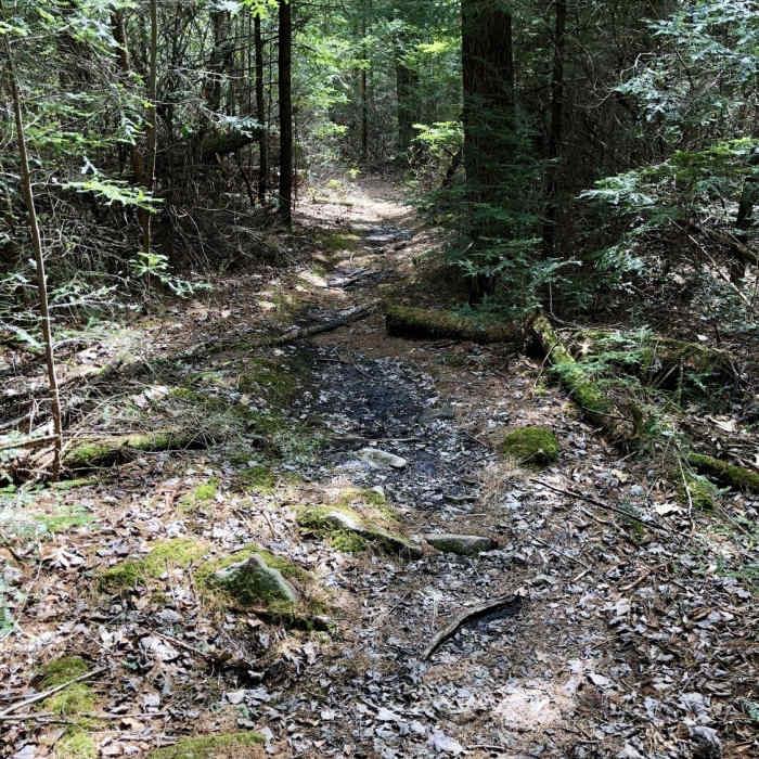 Near Bear Meadows/Mid State Trail Loop