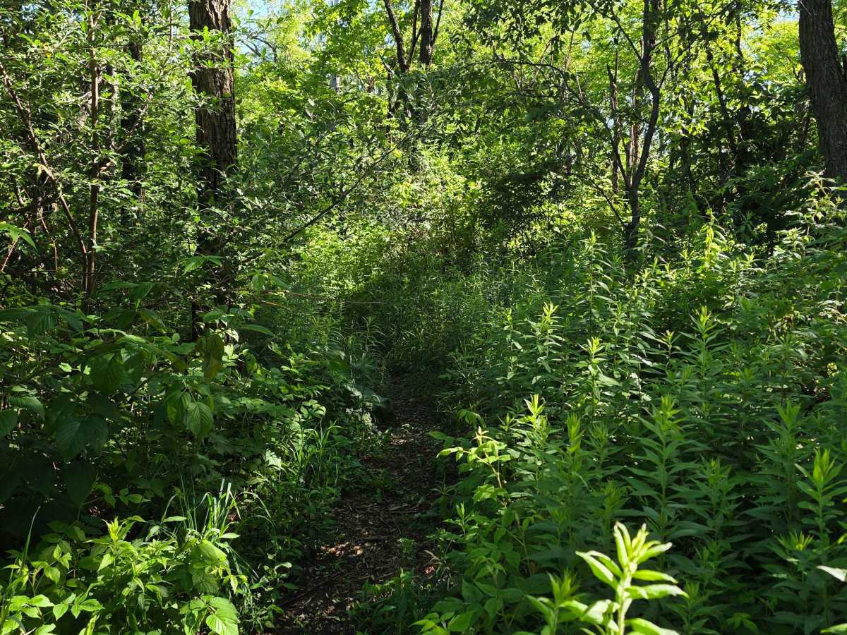 Single Track L photo 3