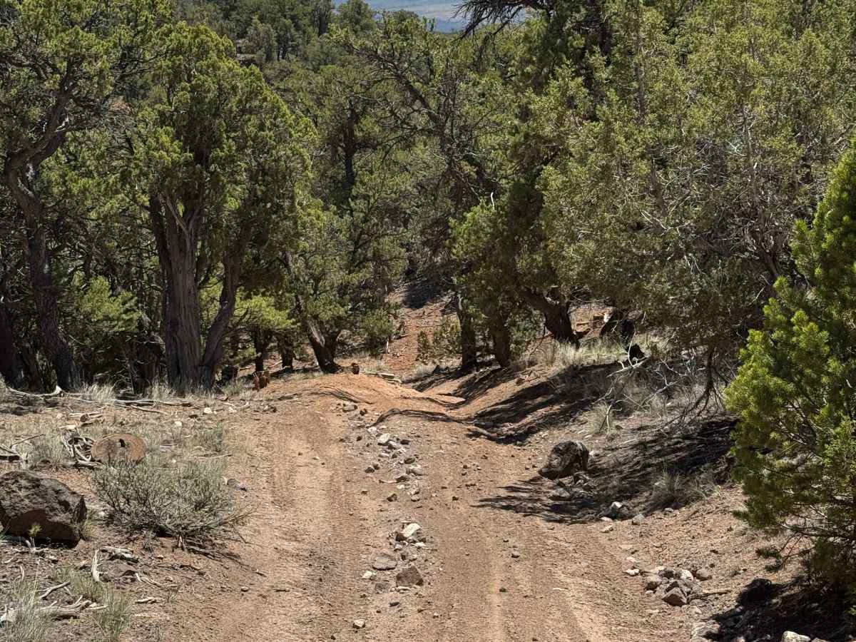BLM 8470 photo 6