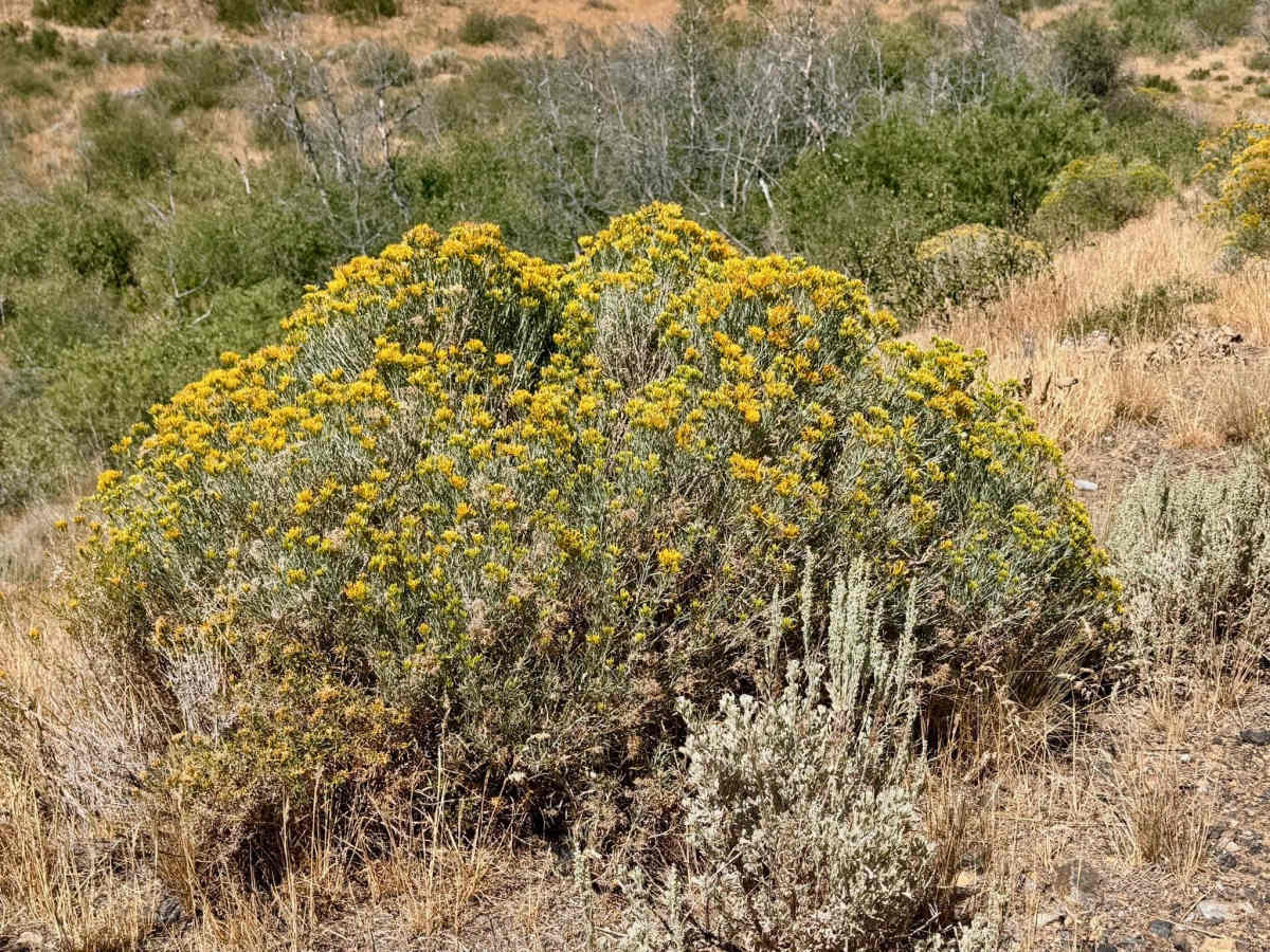  Gance Creek - FS 56869 photo 6
