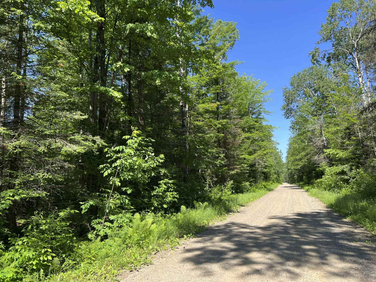 Peshtigo River Road - FS 2131 photo 5