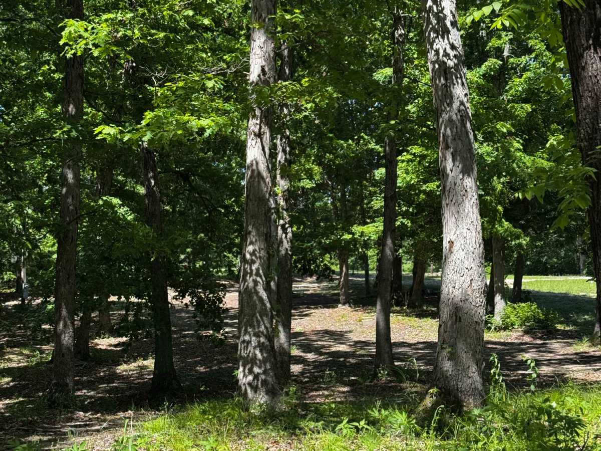 Primitive Camp photo 2