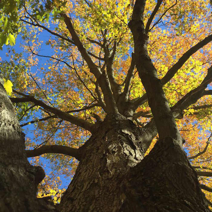 Large maple at Habitat Education Center and Wildlife Sanctuary. Near Highland Farm Loop