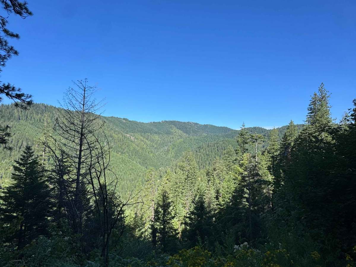 Bumblebee Creek - FS 796 photo 4