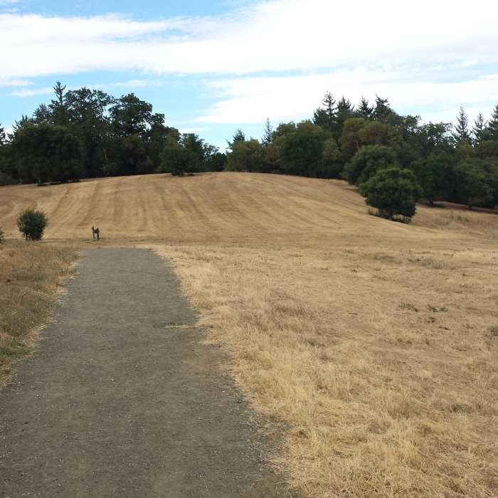 Coming out of the trees at The Meadows Near Bear Gulch Trail