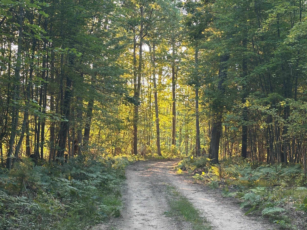 Dunsmore Cutover photo 4
